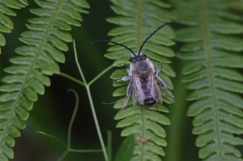 Réf. 335 600 : Eucera sp.